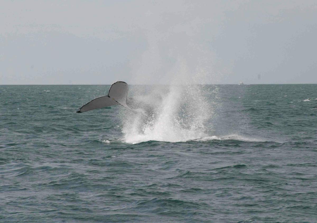 Whale Watching Sunset Cruise