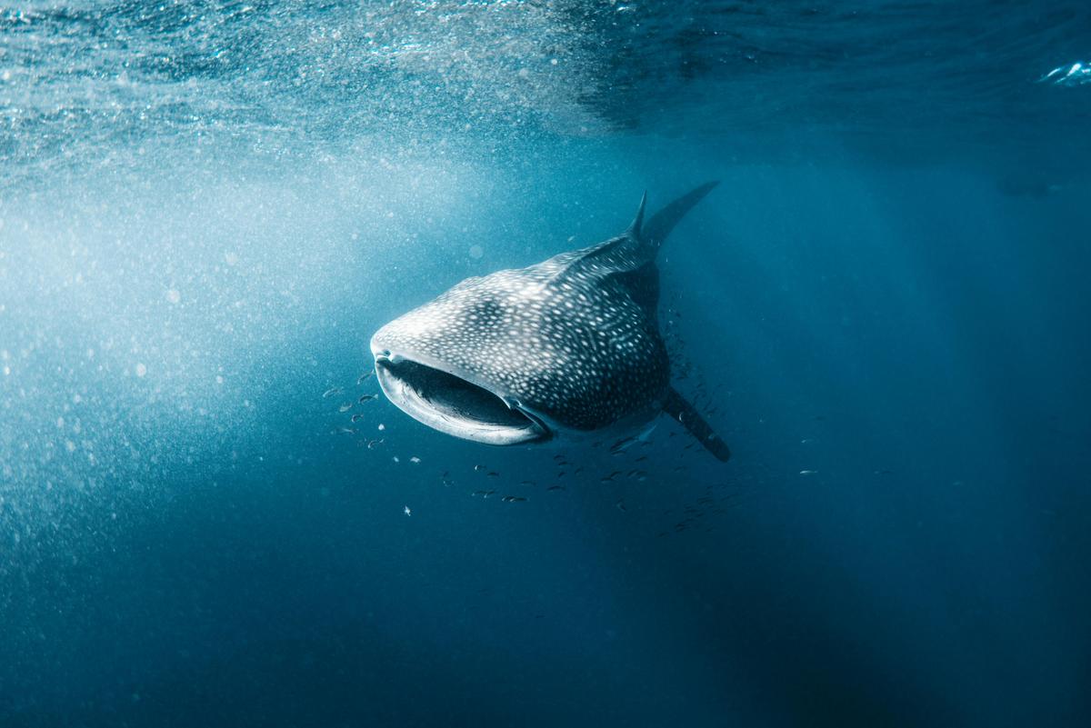Whale Shark Adventure Interaction Tour