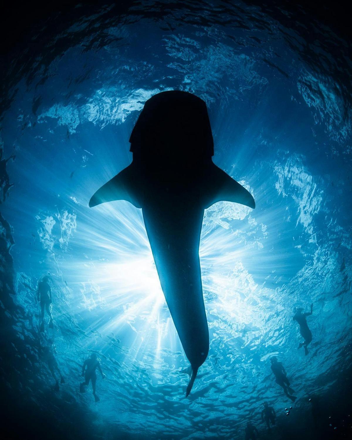 Whale Shark Swims
