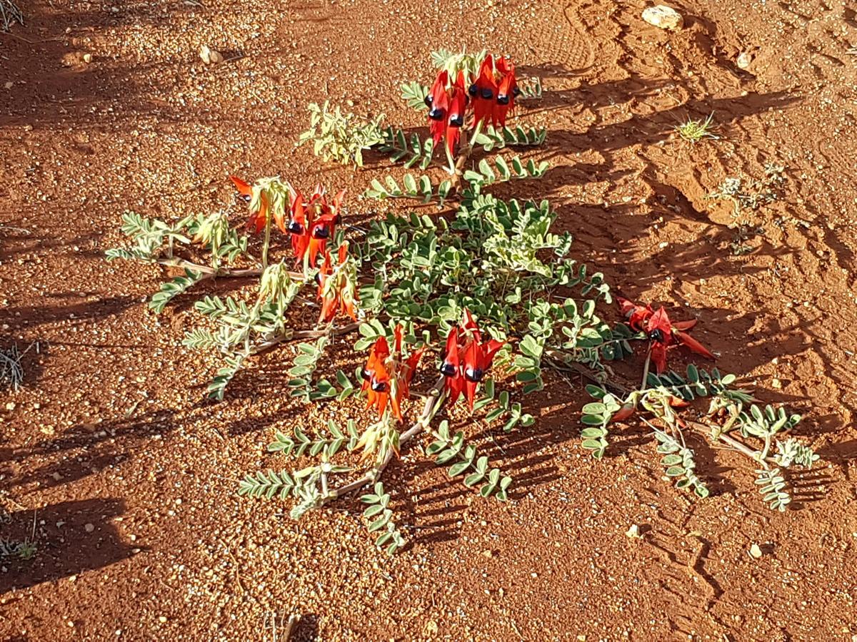sturts-pea-swainsona-formosa-native-to-arid-regions