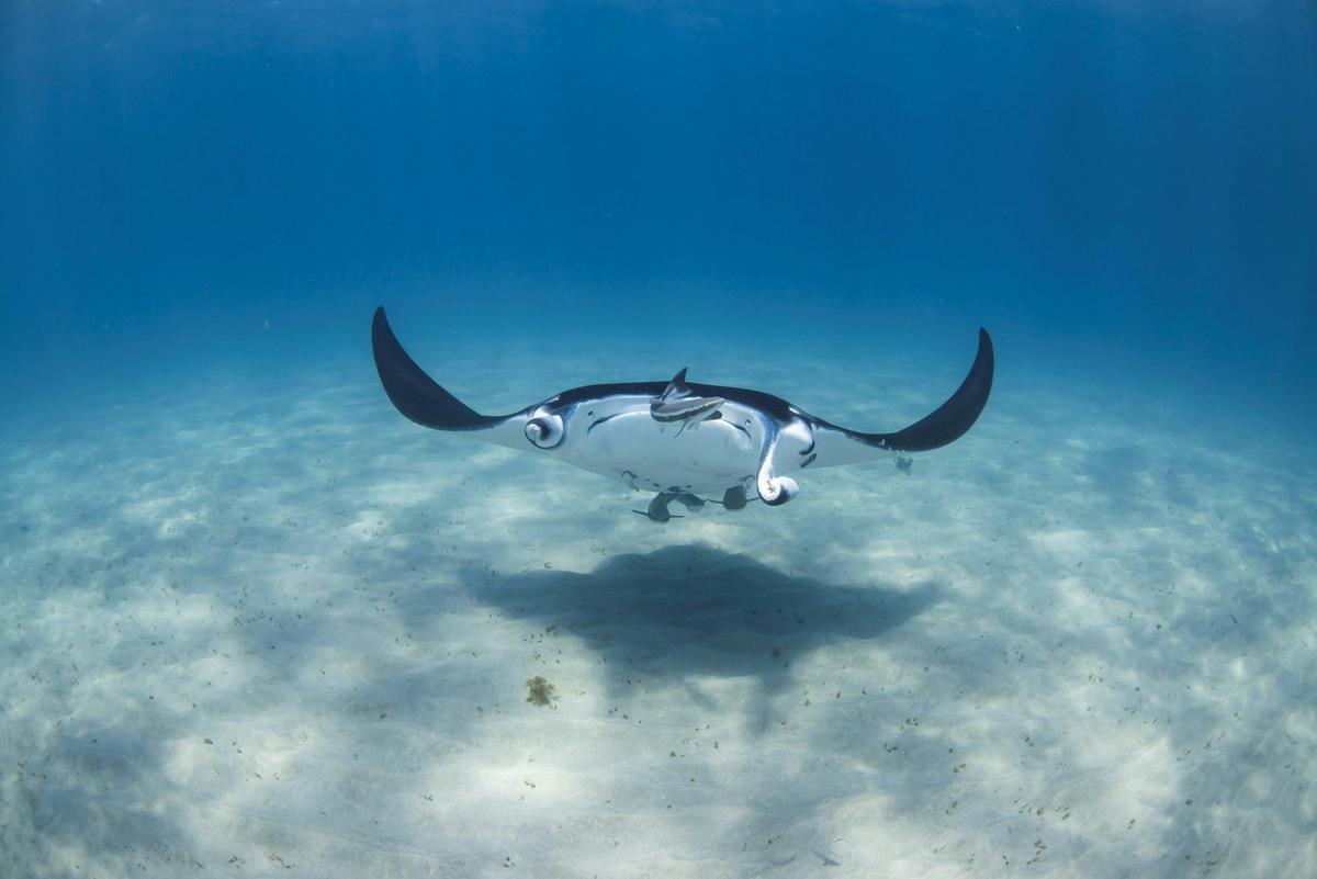 Manta ray