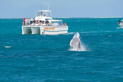Whale Watching Tour