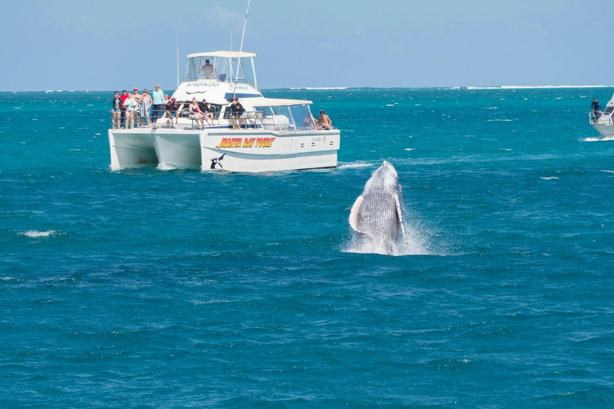 Whale Watching Tour