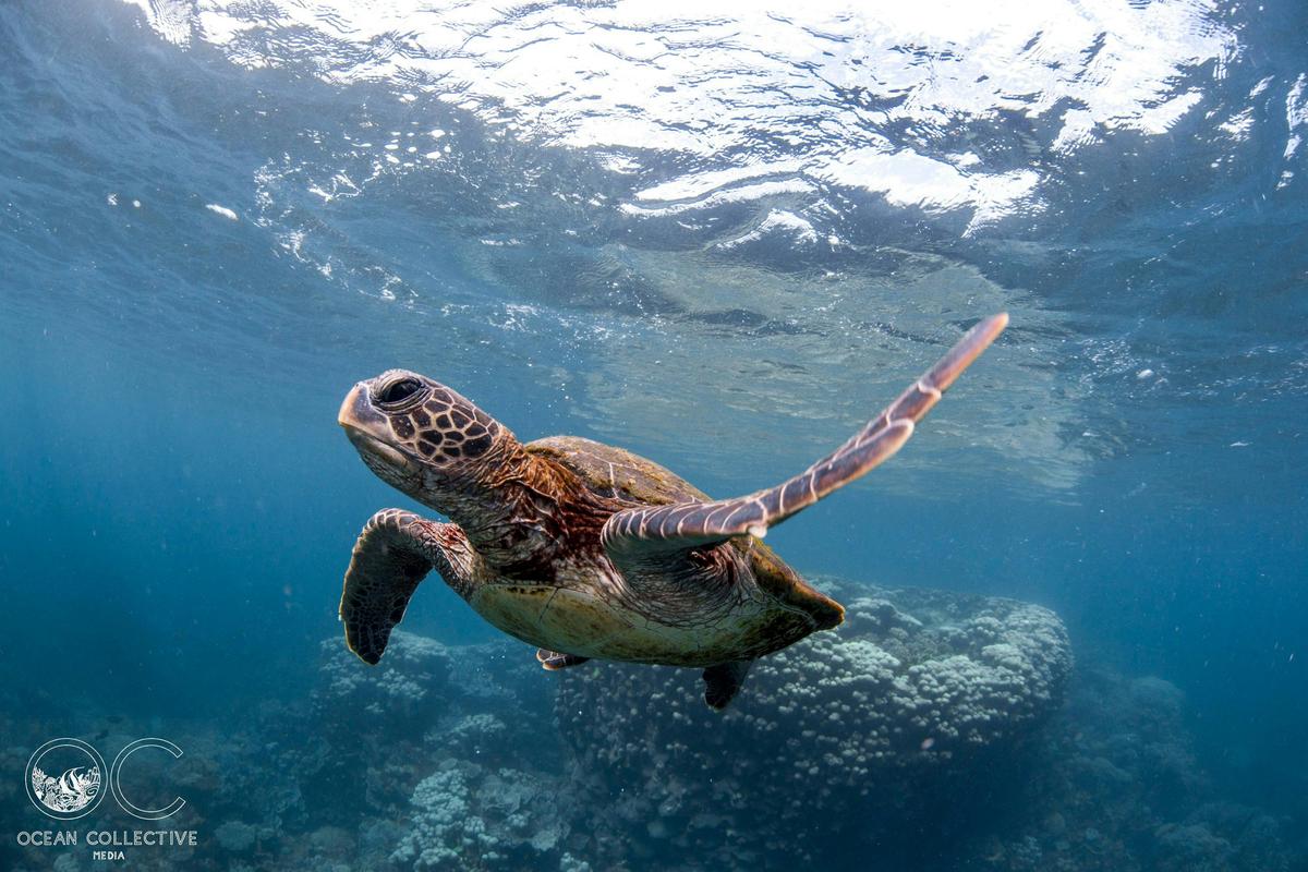 Coral Viewing and Snorkel Cruise