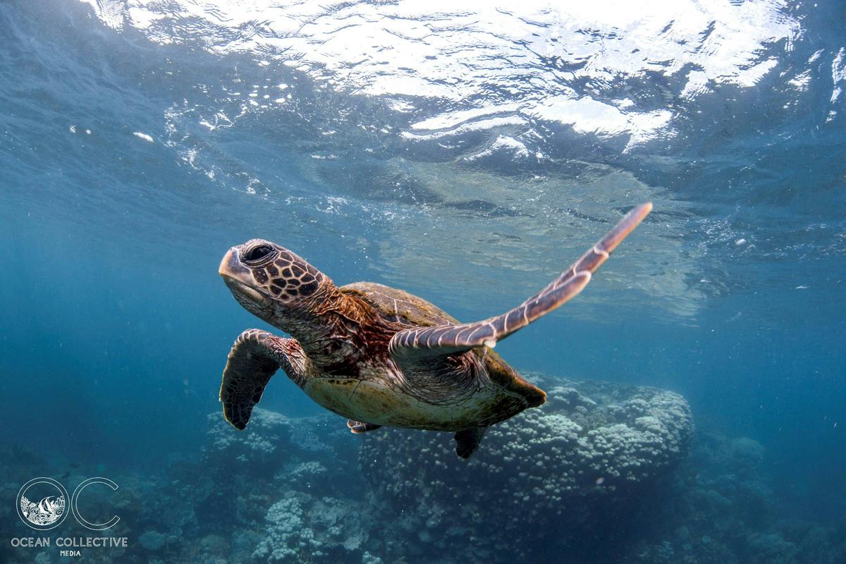 Swimming turtle