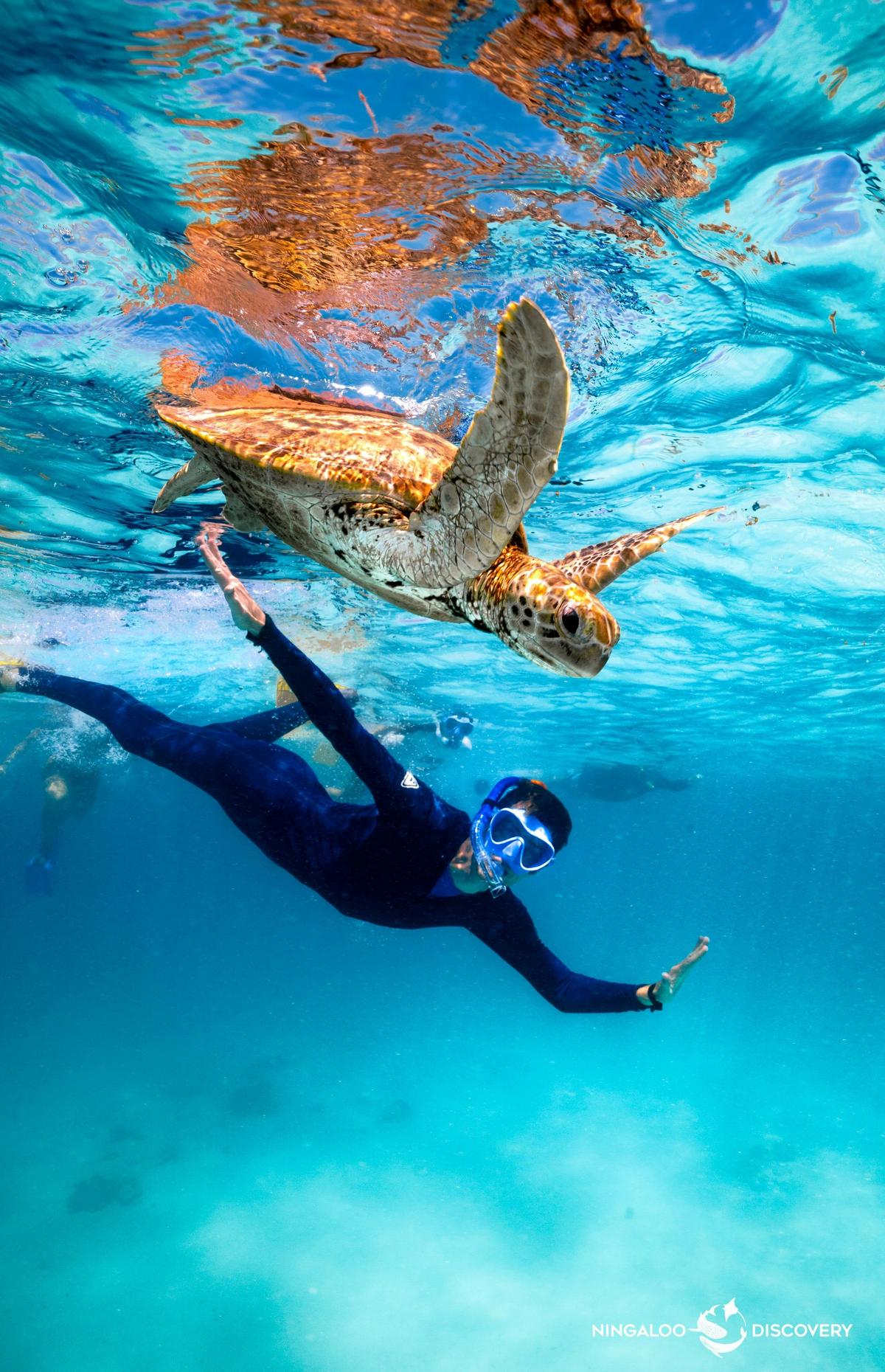 Snorkeller and Turtle
