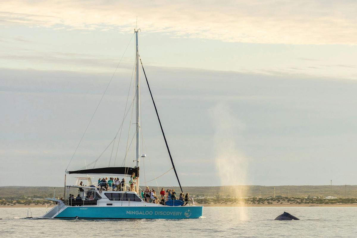 Humpback Whale Swim on a Luxury Sailing Catamaran