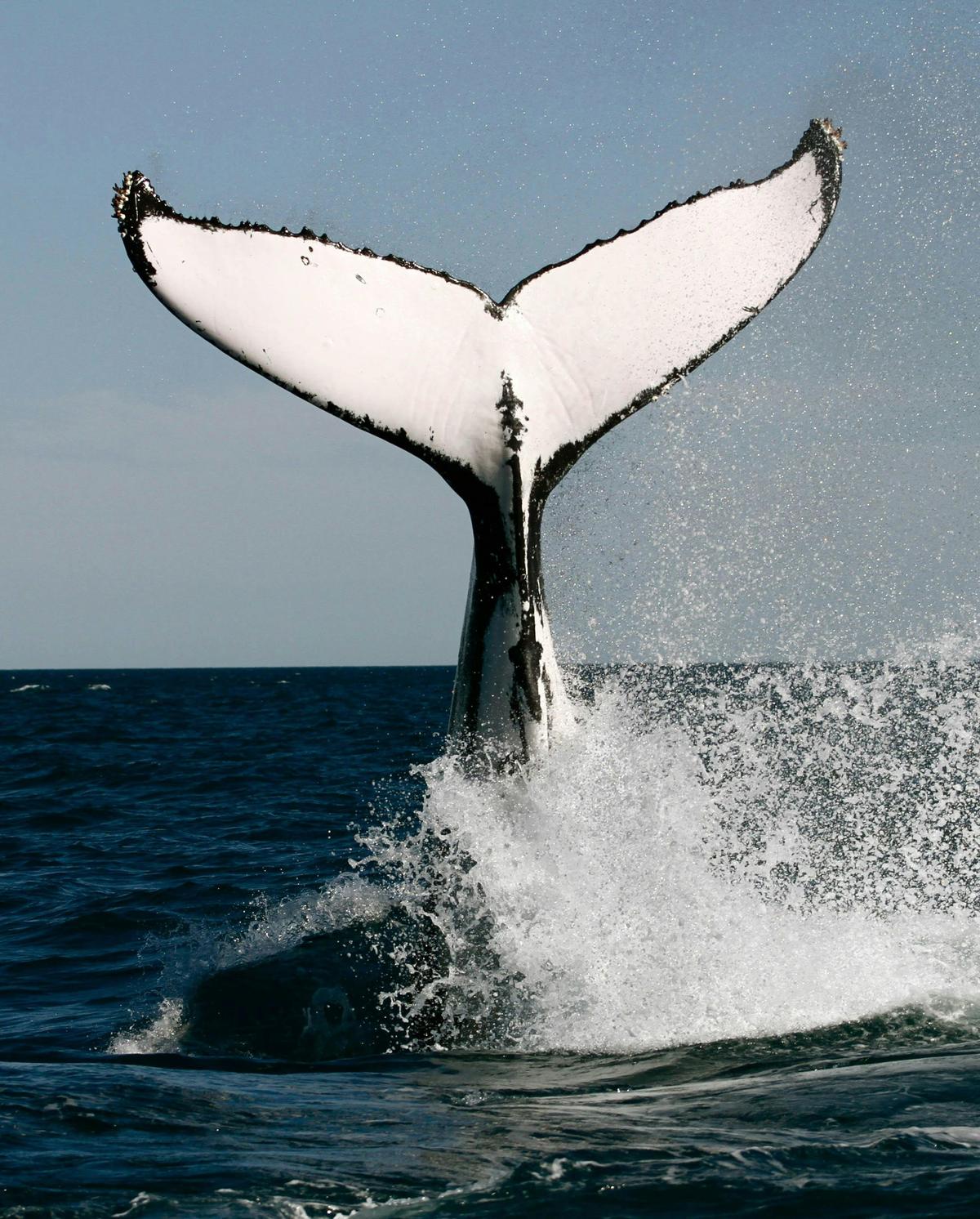 Humpback Whale Swim on a Luxury Sailing Catamaran
