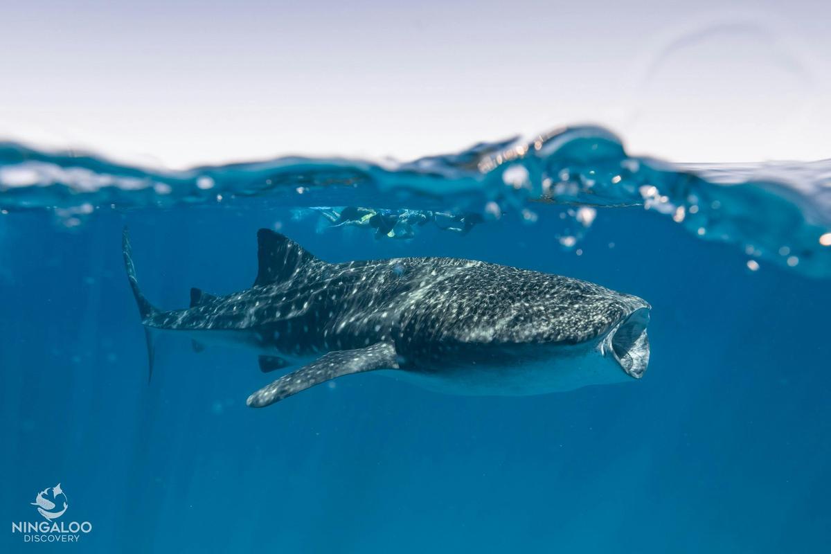 Ningaloo Whale Shark Swim on a Luxury Sailing Catamaran