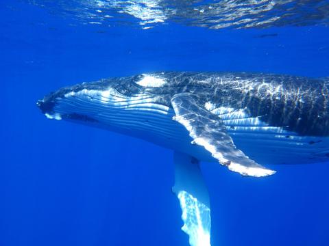 Humpback Whale Swim on a Luxury Sailing Catamaran