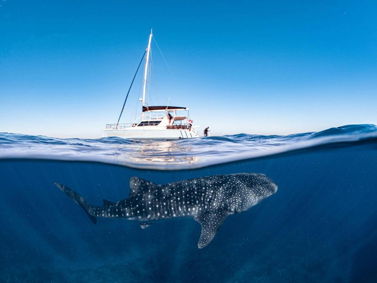 Ningaloo Whale Shark Swim on a Luxury Sailing Catamaran