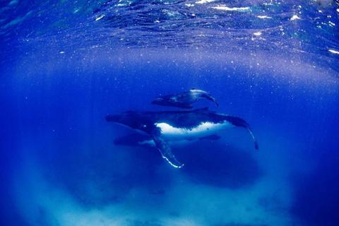 Humpback Whale Swim on a Luxury Sailing Catamaran