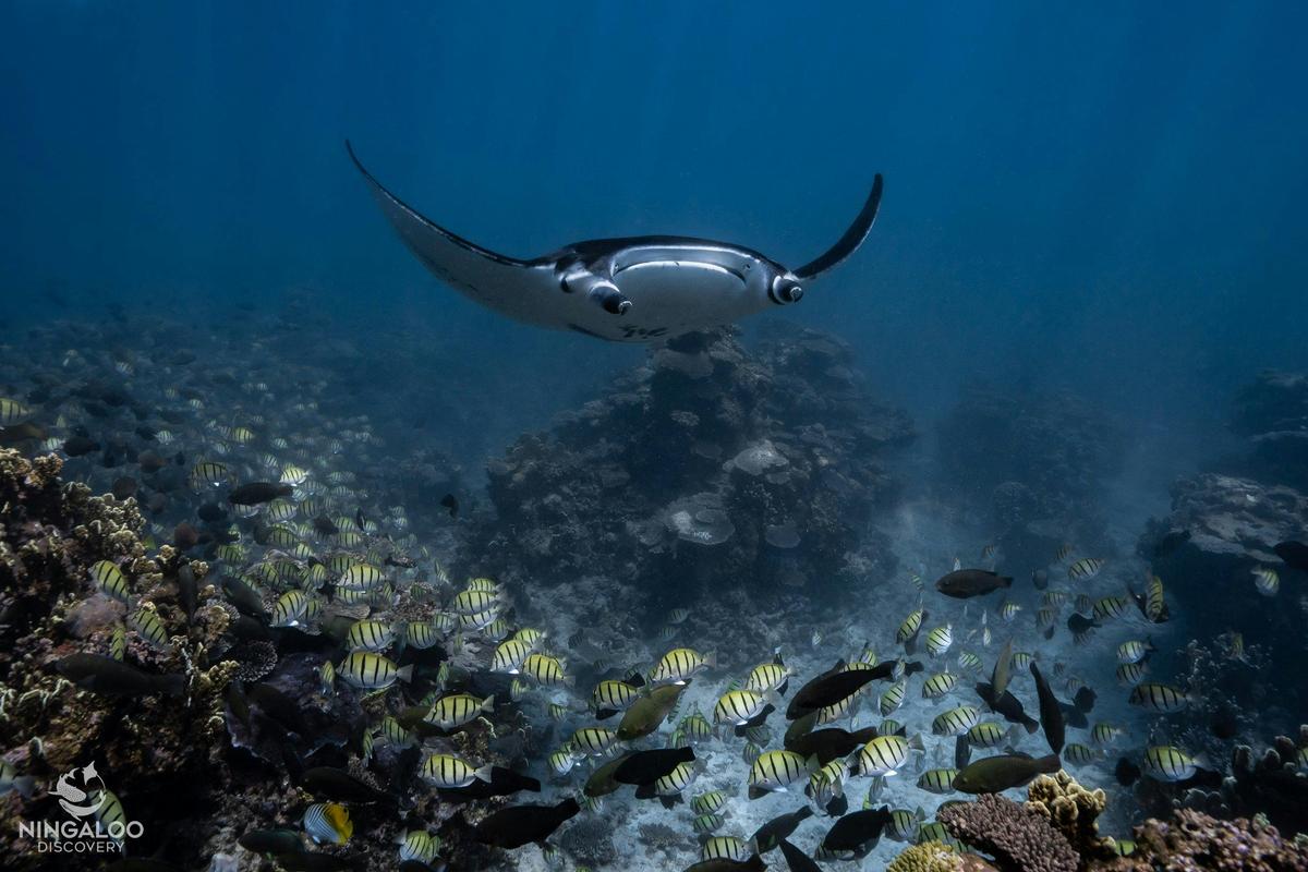 Ningaloo Whale Shark Swim on a Luxury Sailing Catamaran