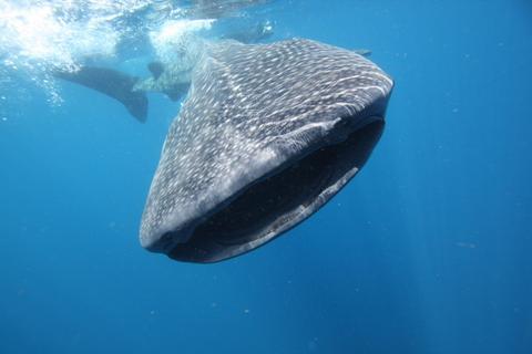 Ningaloo Whale Shark Swim on a Luxury Sailing Catamaran