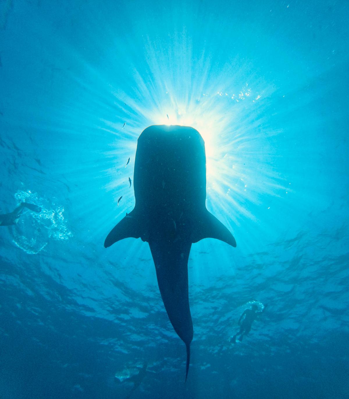 Whale Shark underview