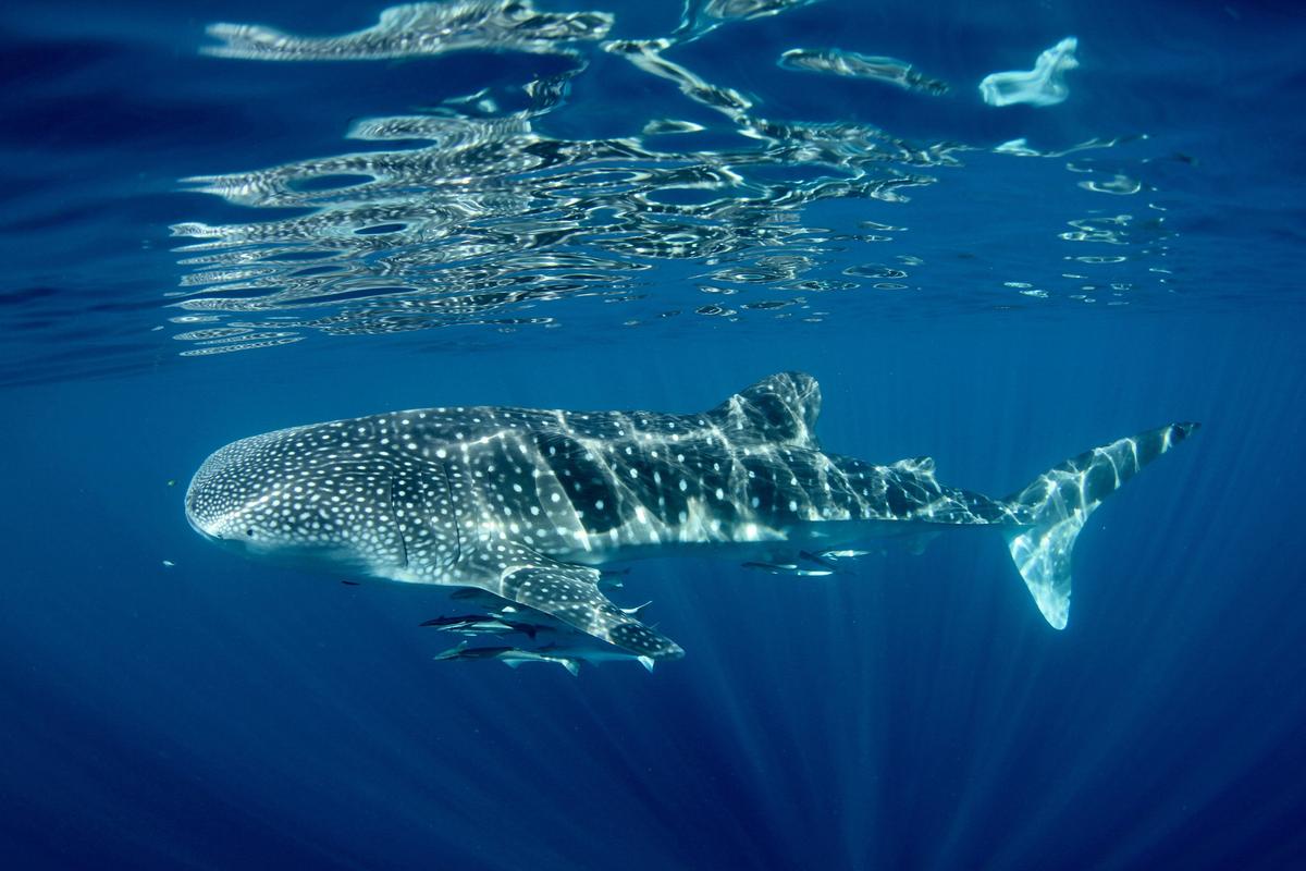 Come join Ningaloo Discovery and swim with the biggest fish in the sea
