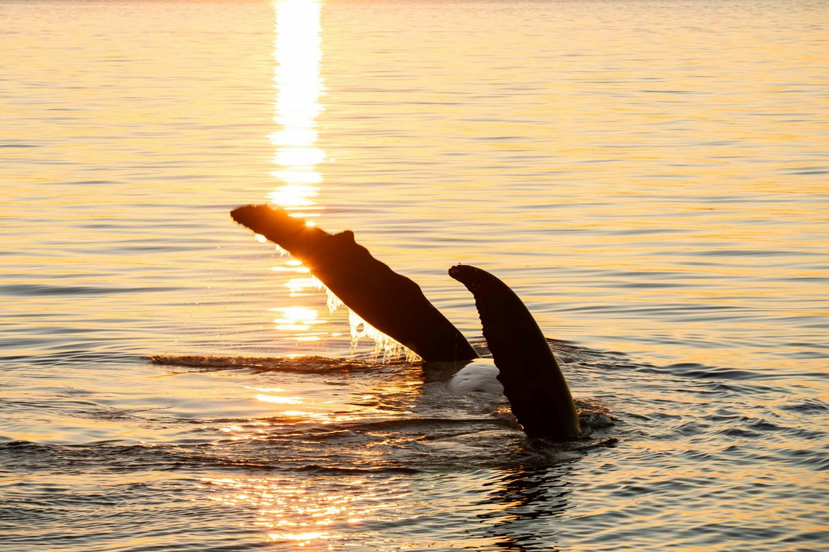 Humpback Whale Swim on a Luxury Sailing Catamaran