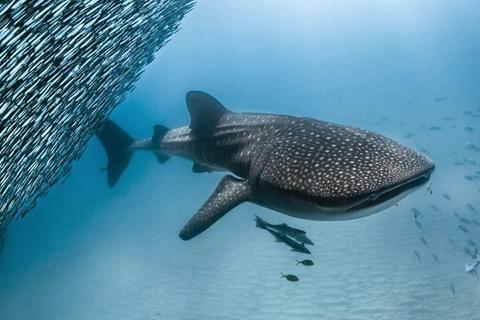 Ningaloo Reef Whalesharks