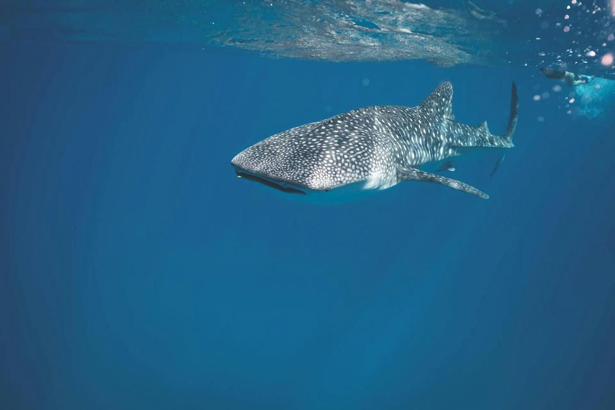 Whale Shark Adventure
