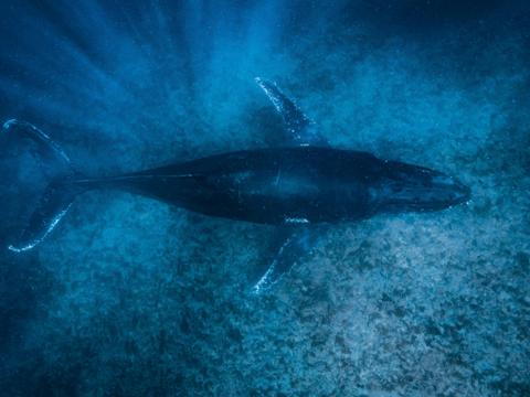 Humpback Whale Adventure