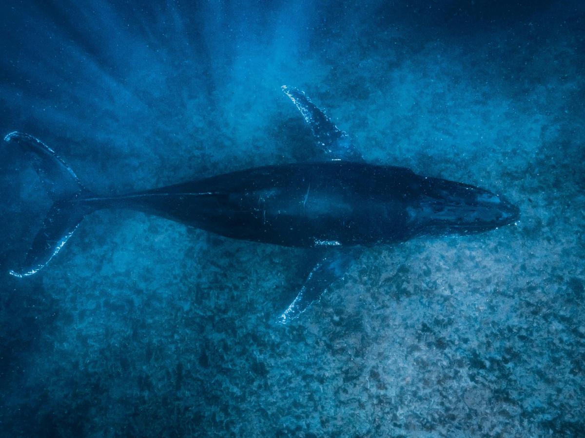Humpback Whale Adventure