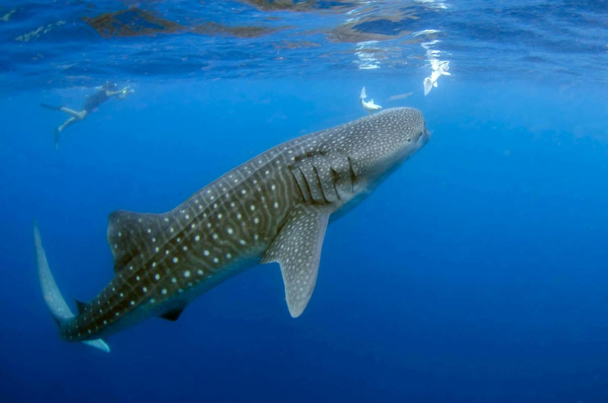 Gentle giants of the sea, whale sharks are the largest fish in the world.