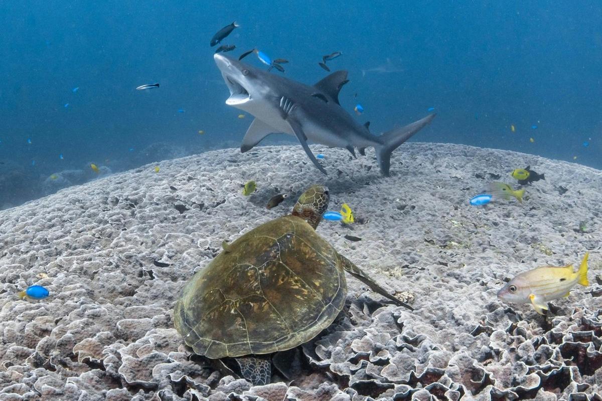 Coral Bay's cleaning stations are a unique marine spectacle.