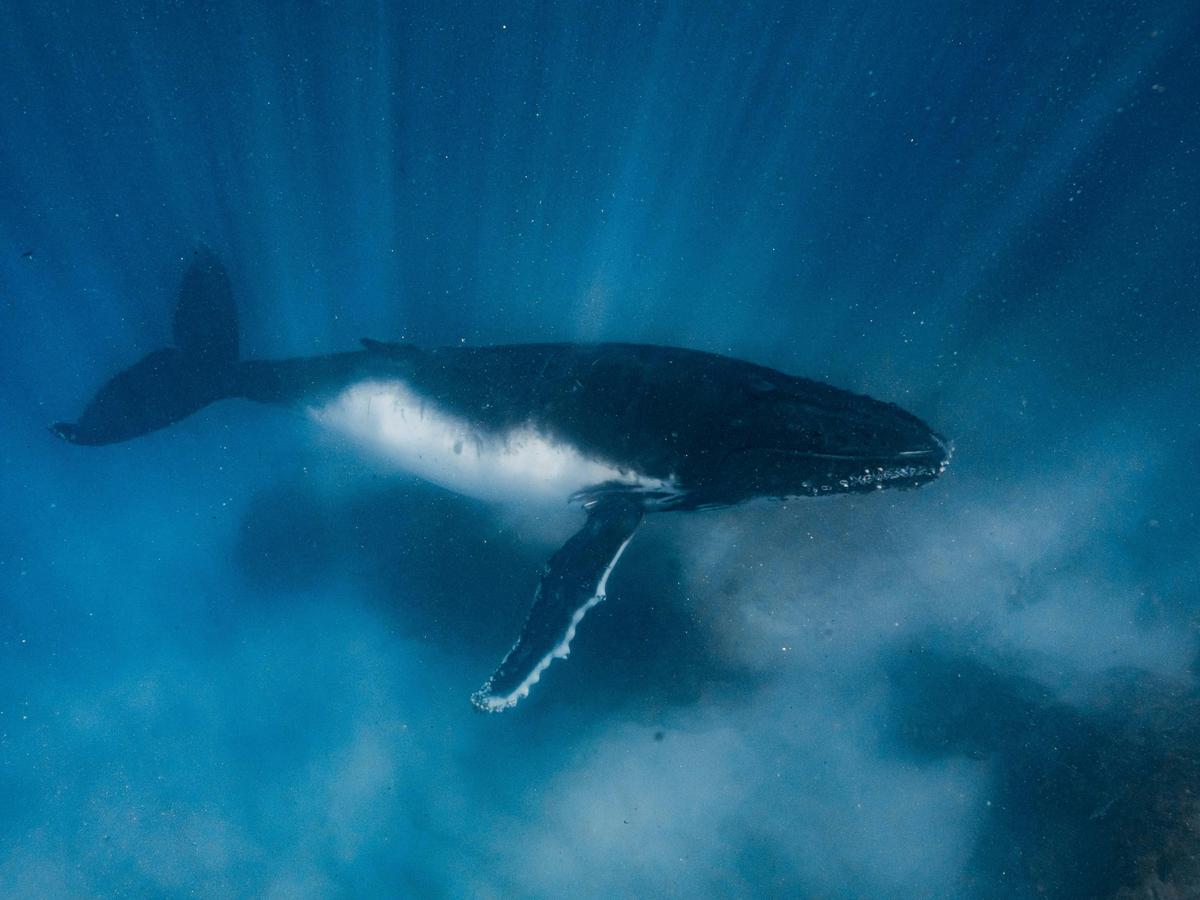 Humpback Whale Adventure