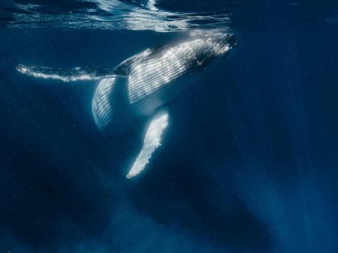 Humpback Whale Adventure