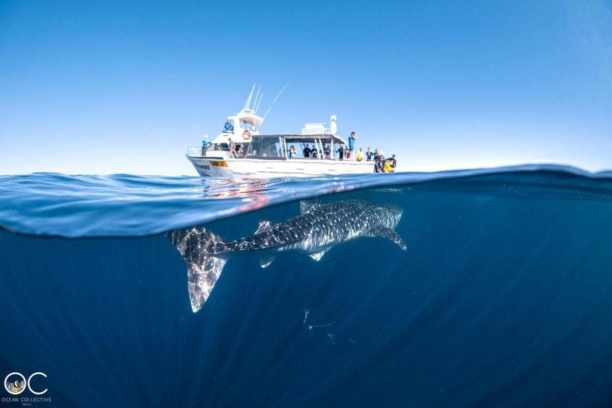 Gentle giants of the sea, whale sharks are the largest fish in the world.