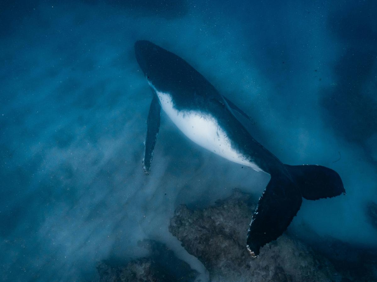 Humpback Whale Adventure