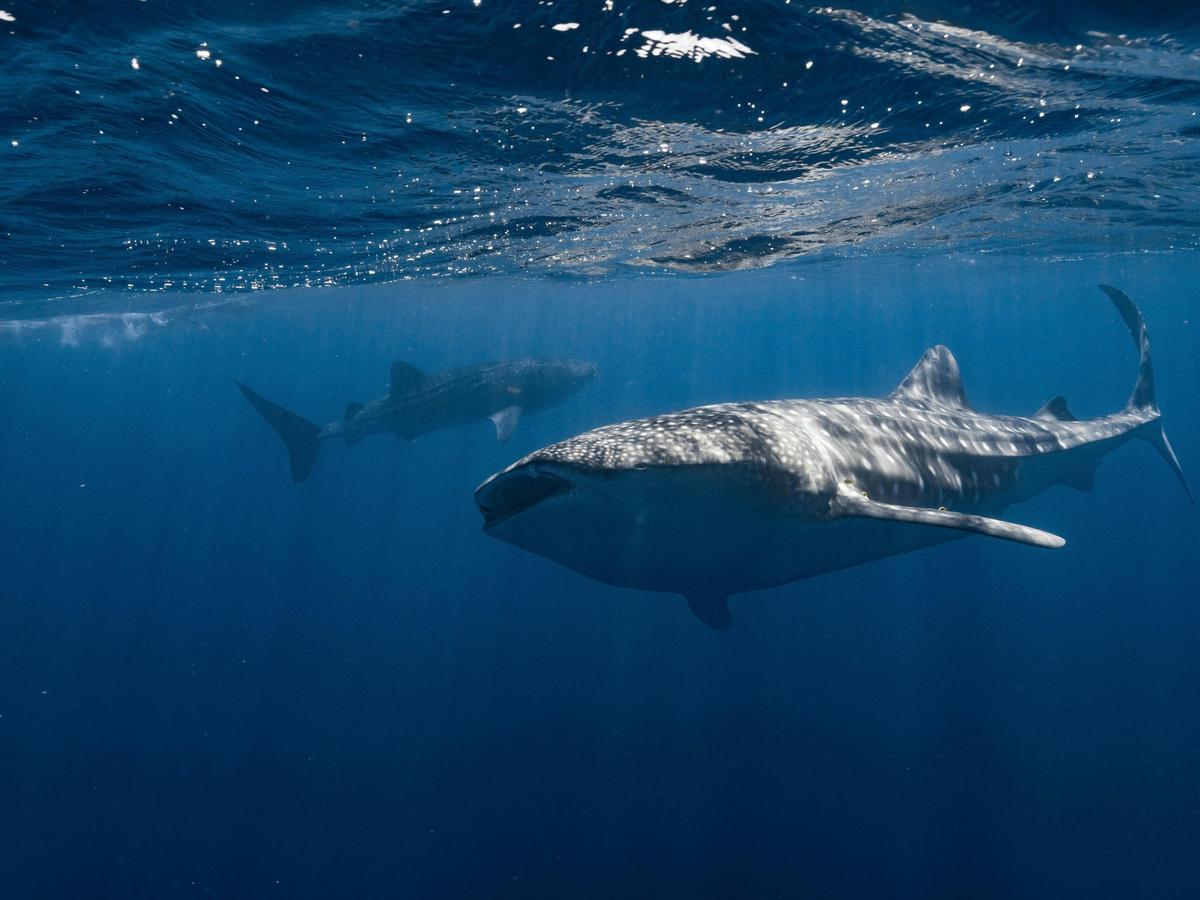 Gentle giants of the sea, whale sharks are the largest fish in the world.
