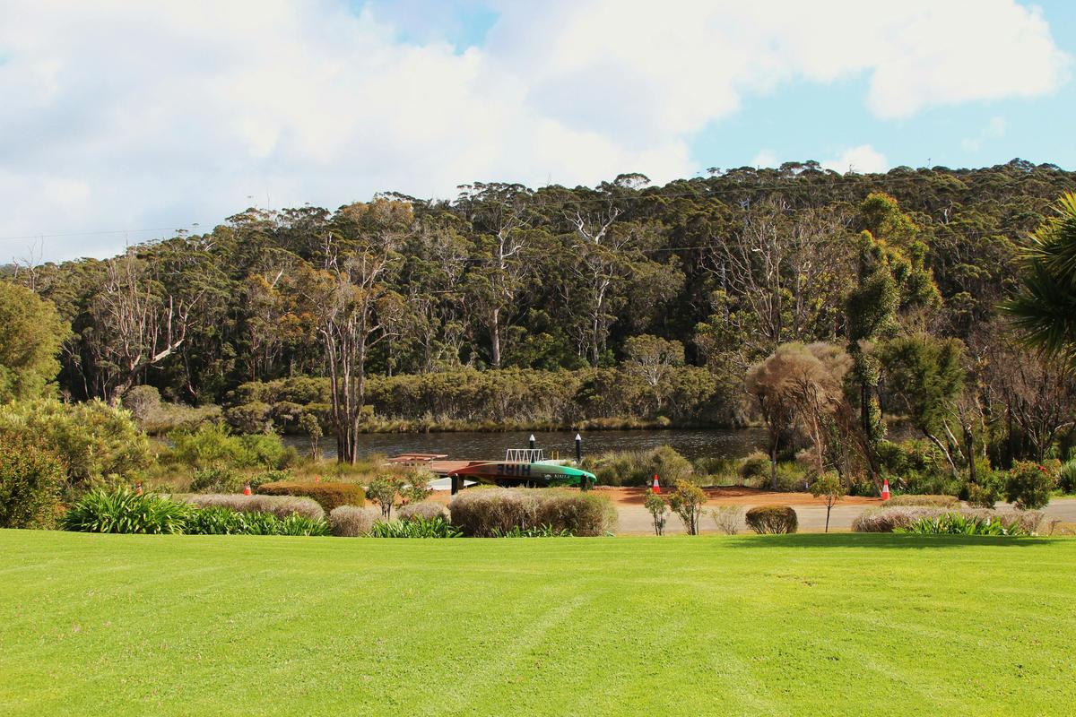 Blue Wren