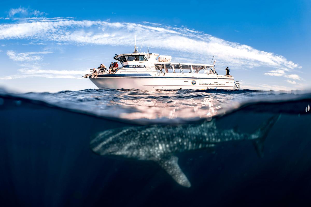 Whale Shark Swim Tour