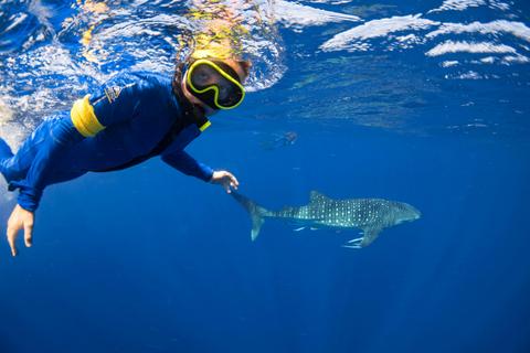 Whaleshark Swim and Wonder Tour