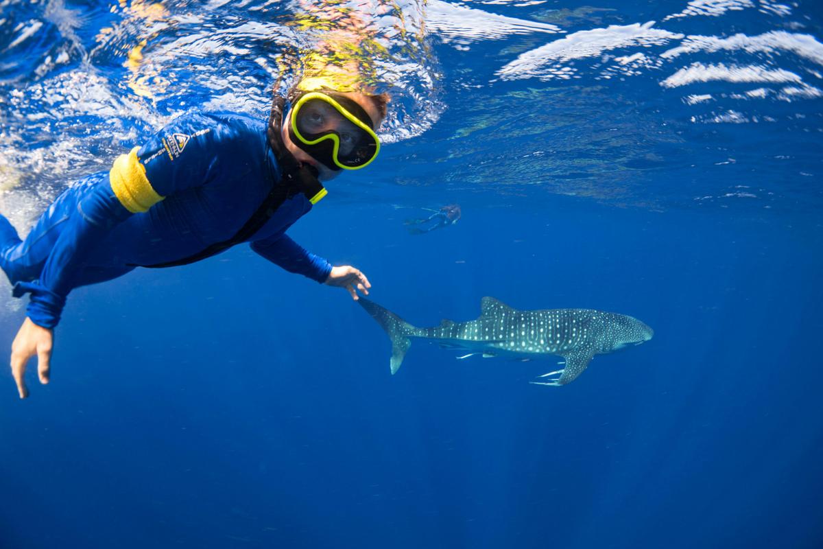 Whaleshark Swim and Wonder Tour