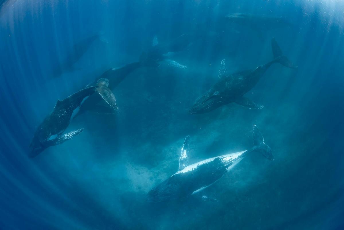 Humpback Whale Wonder Tour