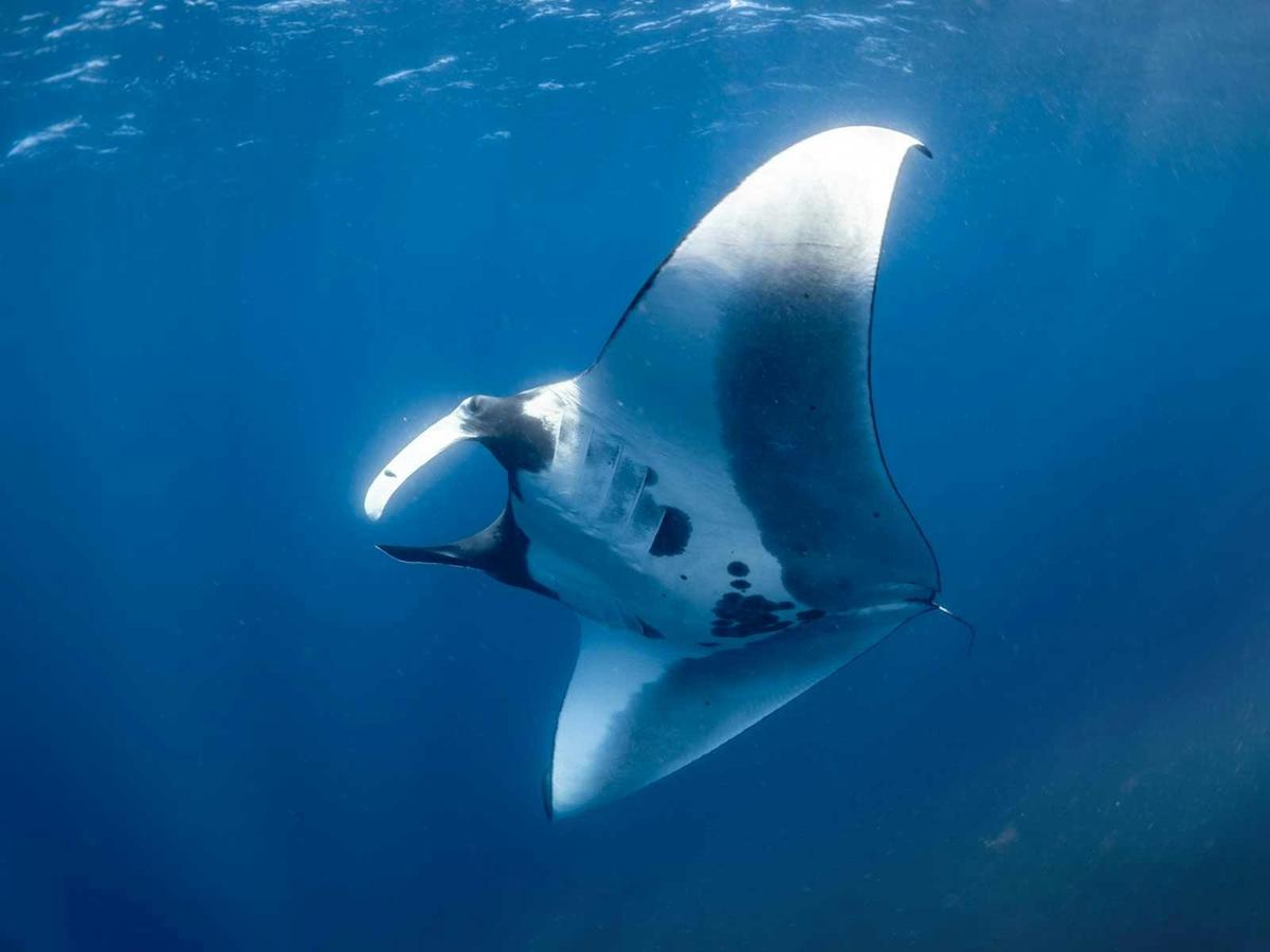 Whaleshark Swim and Wonder Tour