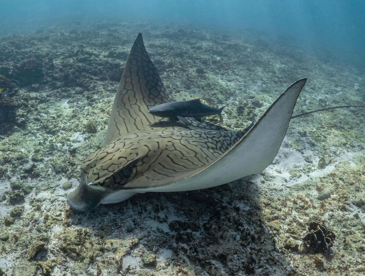 Ningaloo Reef Whale Shark & Whale Ecotour
