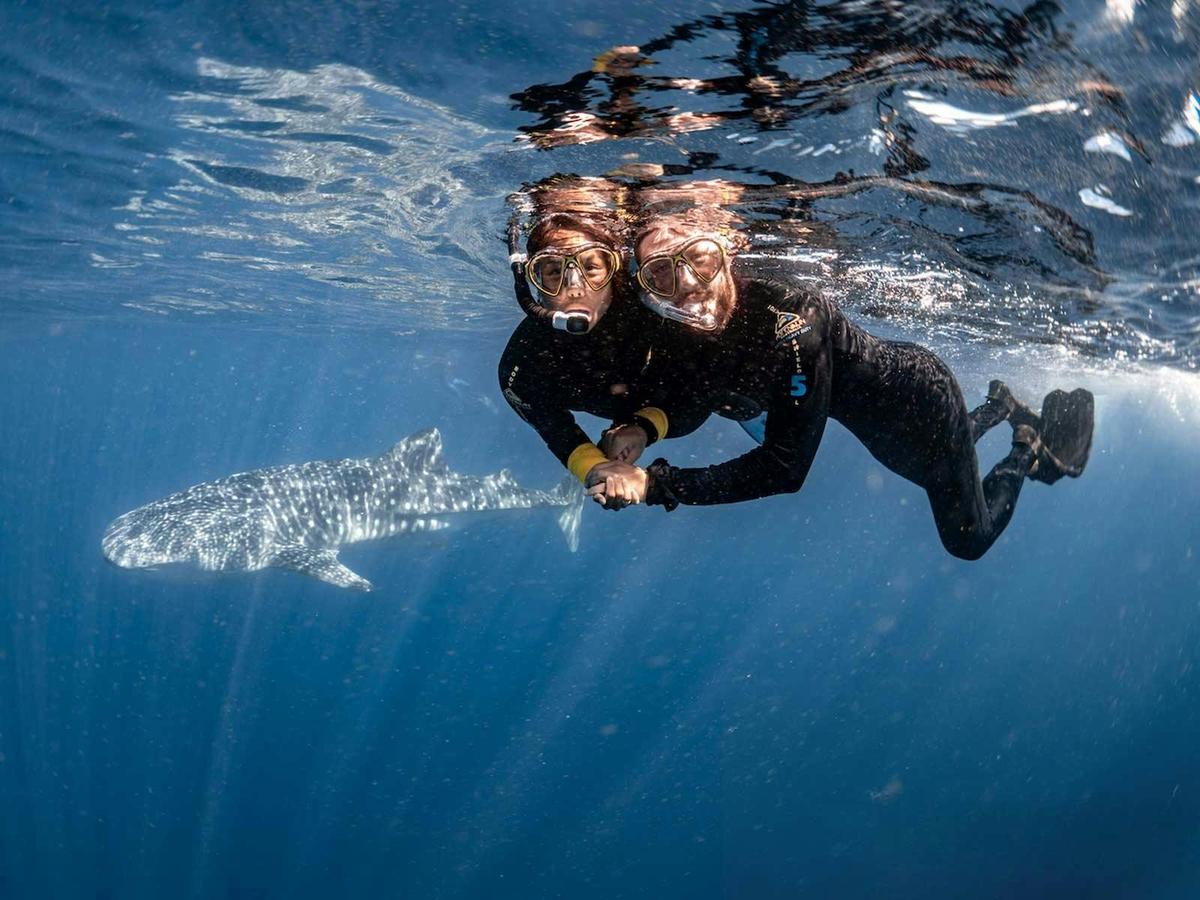Whaleshark Swim and Wonder Tour