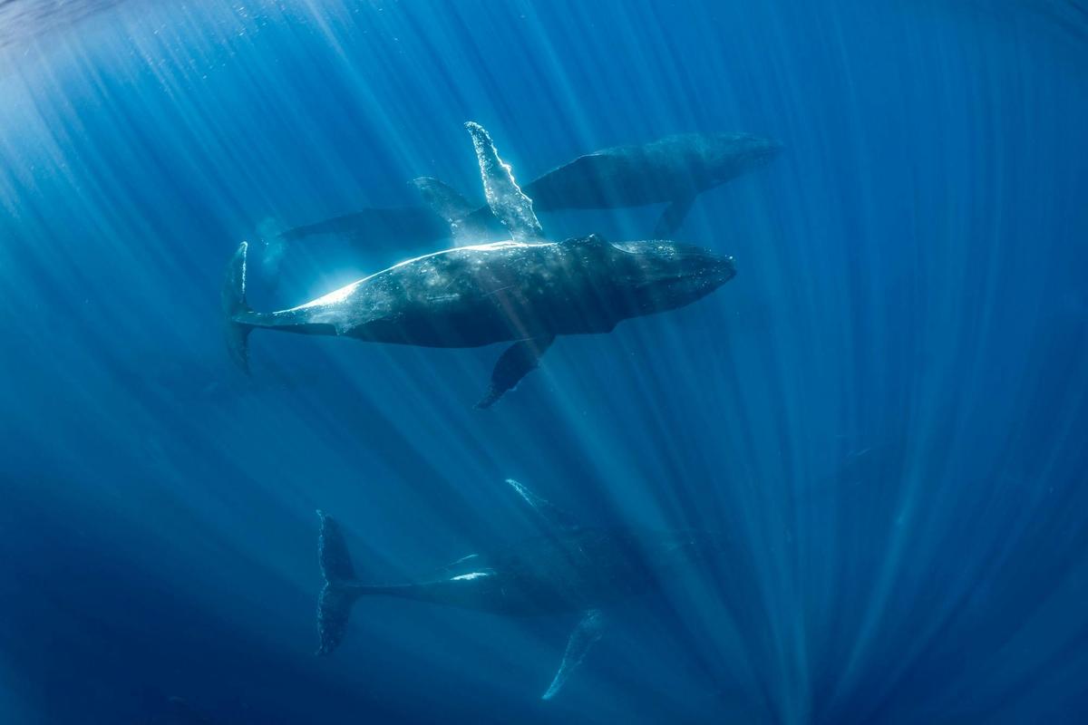 Super pod of Humpback Whales
