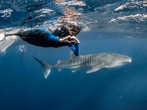 Whaleshark Swim and Wonder Tour