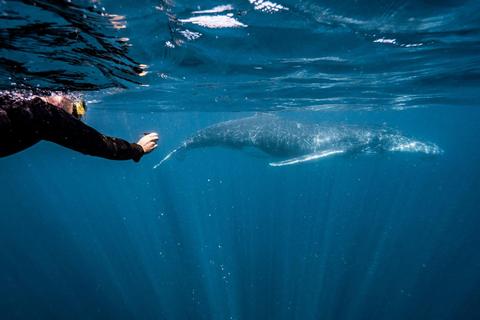 Humpback Whale Wonder Tour