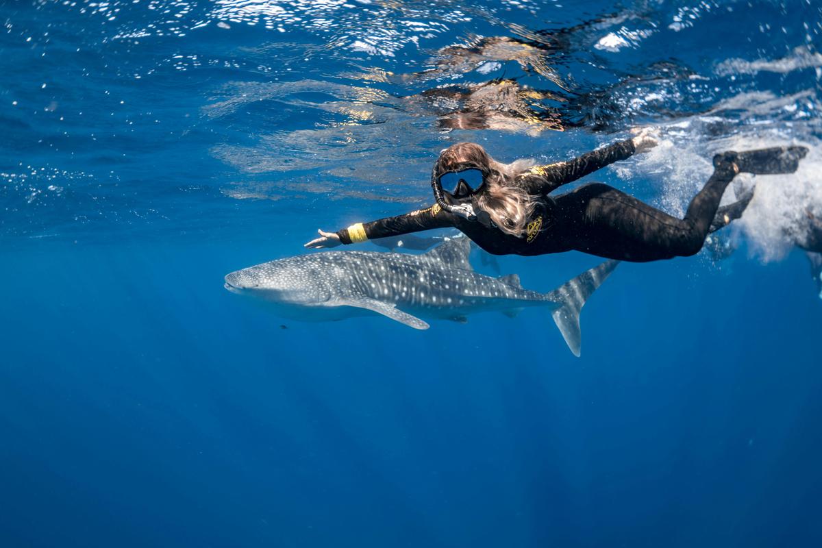 Guest swimming with whale shark