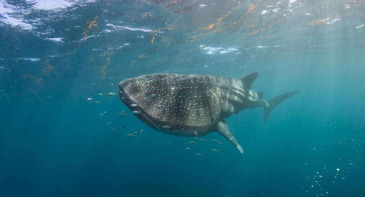 Whaleshark Swim and Wonder Tour