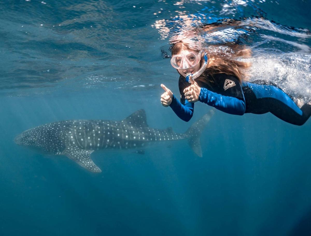 Ningaloo Reef Whale Shark & Whale Ecotour