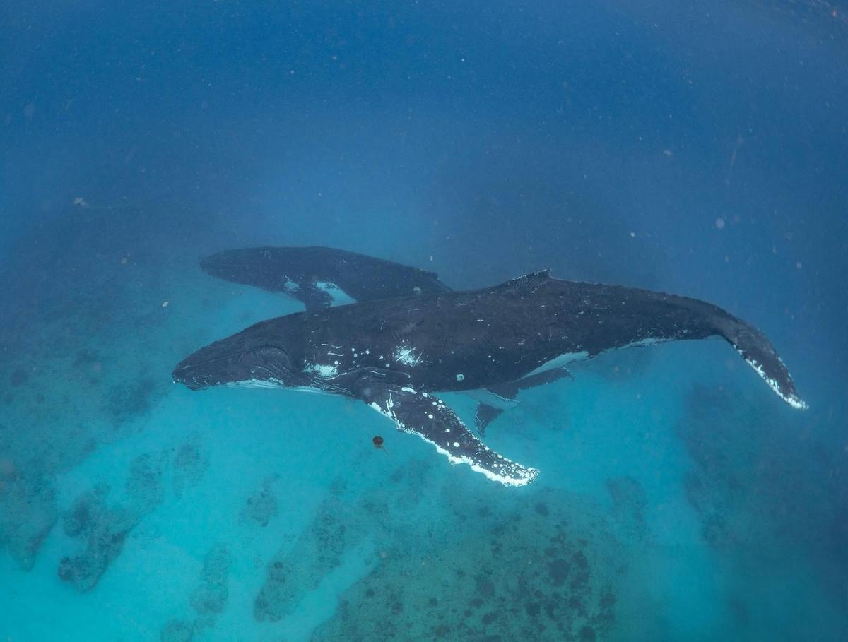 Ningaloo Reef Whale Shark & Whale Ecotour