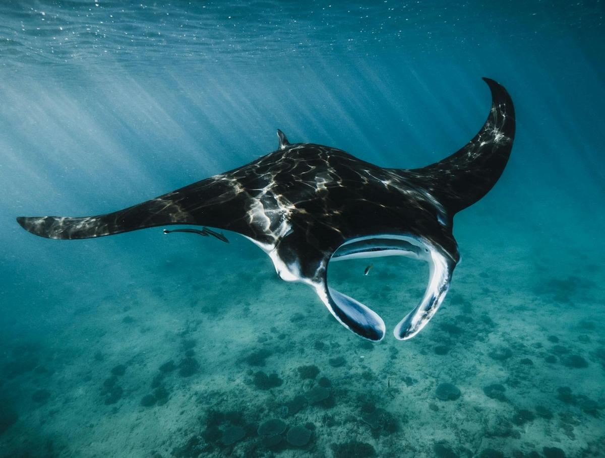 Ningaloo Reef Whale Shark & Whale Ecotour