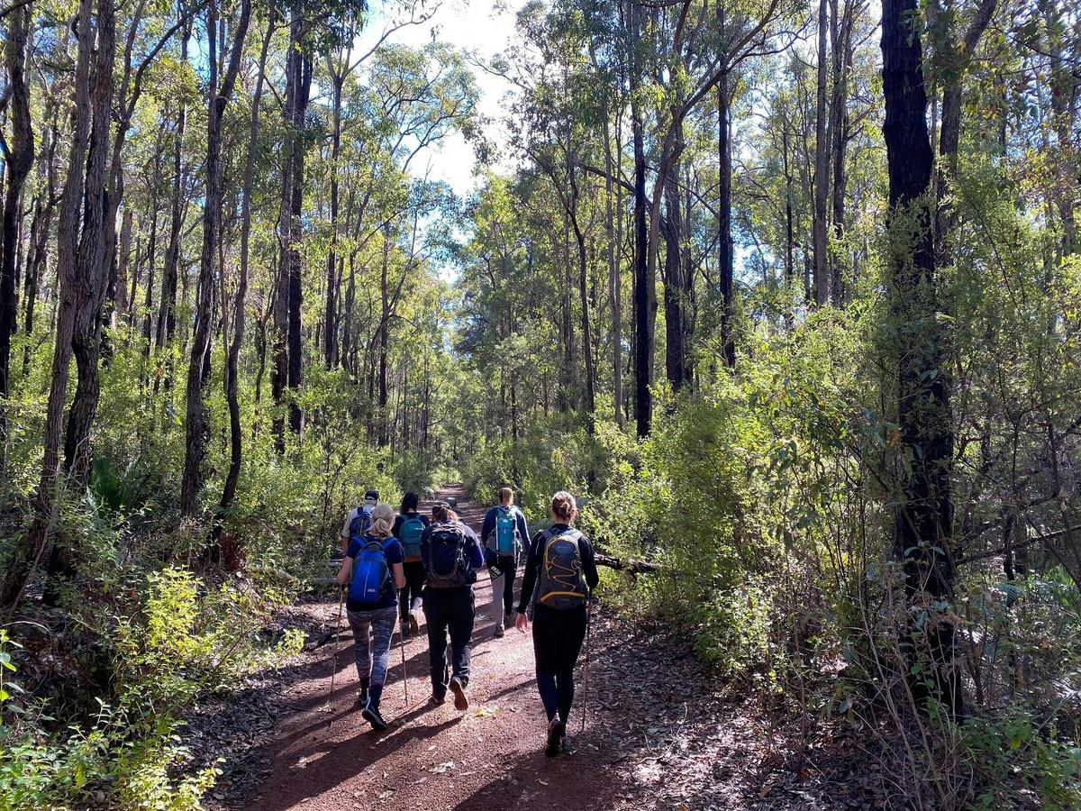 King Jarrah Hiking Experience