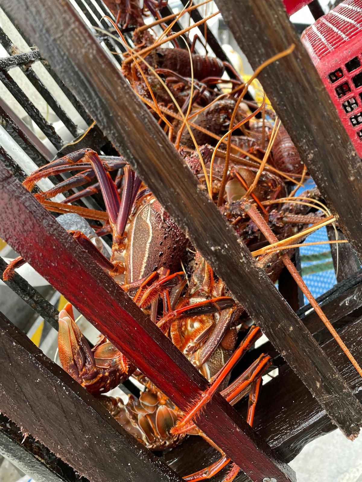 Pot Of Crayfish